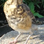 Nestling in the garden #1 of 3