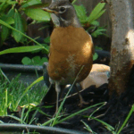 Mother Bird in the yard