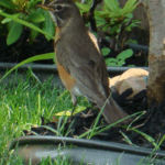 Mother Bird in the yard.